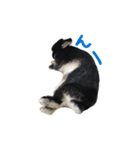 うさぎのつまみちゃんだよ（個別スタンプ：17）