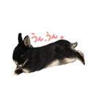 うさぎのつまみちゃんだよ（個別スタンプ：21）