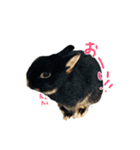 うさぎのつまみちゃんだよ（個別スタンプ：22）