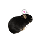 うさぎのつまみちゃんだよ（個別スタンプ：25）