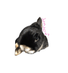 うさぎのつまみちゃんだよ（個別スタンプ：26）