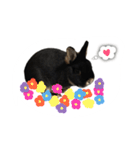 うさぎのつまみちゃんだよ（個別スタンプ：34）
