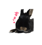 うさぎのつまみちゃんだよ（個別スタンプ：35）