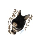 うさぎのつまみちゃんだよ（個別スタンプ：36）