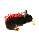 うさぎのつまみちゃんだよ（個別スタンプ：39）