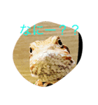 可愛い爬虫類（個別スタンプ：1）