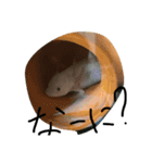 可愛い爬虫類（個別スタンプ：2）