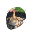 可愛い爬虫類（個別スタンプ：3）