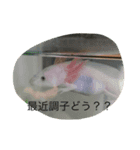 可愛い爬虫類（個別スタンプ：5）