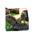 可愛い爬虫類（個別スタンプ：8）