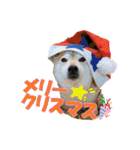 豆柴ビーンの年末年始（個別スタンプ：1）