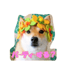 豆柴ビーンの年末年始（個別スタンプ：2）