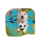豆柴ビーンの年末年始（個別スタンプ：4）