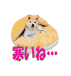 豆柴ビーンの年末年始（個別スタンプ：5）
