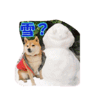 豆柴ビーンの年末年始（個別スタンプ：6）
