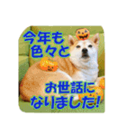 豆柴ビーンの年末年始（個別スタンプ：7）