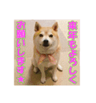 豆柴ビーンの年末年始（個別スタンプ：8）