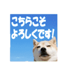 豆柴ビーンの年末年始（個別スタンプ：9）
