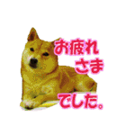 豆柴ビーンの年末年始（個別スタンプ：11）