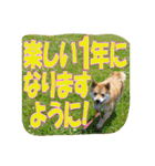 豆柴ビーンの年末年始（個別スタンプ：12）