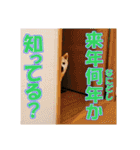 豆柴ビーンの年末年始（個別スタンプ：13）