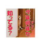豆柴ビーンの年末年始（個別スタンプ：14）