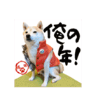 豆柴ビーンの年末年始（個別スタンプ：16）