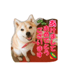 豆柴ビーンの年末年始（個別スタンプ：18）