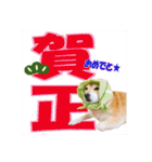 豆柴ビーンの年末年始（個別スタンプ：19）