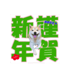 豆柴ビーンの年末年始（個別スタンプ：20）