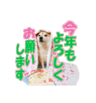 豆柴ビーンの年末年始（個別スタンプ：21）