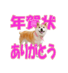 豆柴ビーンの年末年始（個別スタンプ：22）