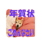 豆柴ビーンの年末年始（個別スタンプ：23）