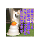 豆柴ビーンの年末年始（個別スタンプ：24）
