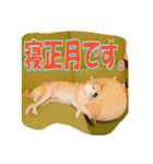 豆柴ビーンの年末年始（個別スタンプ：25）