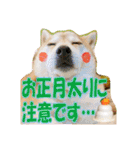 豆柴ビーンの年末年始（個別スタンプ：26）