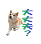 豆柴ビーンの年末年始（個別スタンプ：27）
