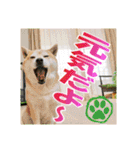 豆柴ビーンの年末年始（個別スタンプ：28）
