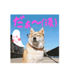 豆柴ビーンの年末年始（個別スタンプ：29）