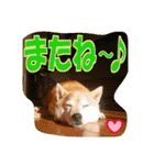 豆柴ビーンの年末年始（個別スタンプ：32）