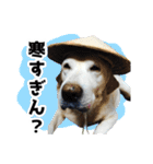 犬の気持ち、たまに猫（個別スタンプ：40）