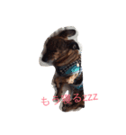 ぴょんきちくん（個別スタンプ：2）