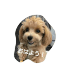 ruru stamp1（個別スタンプ：1）