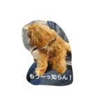 ruru stamp1（個別スタンプ：5）
