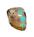 ハムモモ時々ねこ（個別スタンプ：4）