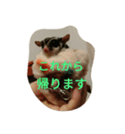 ハムモモ時々ねこ（個別スタンプ：8）