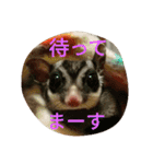 ハムモモ時々ねこ（個別スタンプ：9）