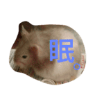 ハムモモ時々ねこ（個別スタンプ：11）