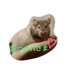 ハムモモ時々ねこ（個別スタンプ：12）