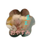 ハムモモ時々ねこ（個別スタンプ：13）